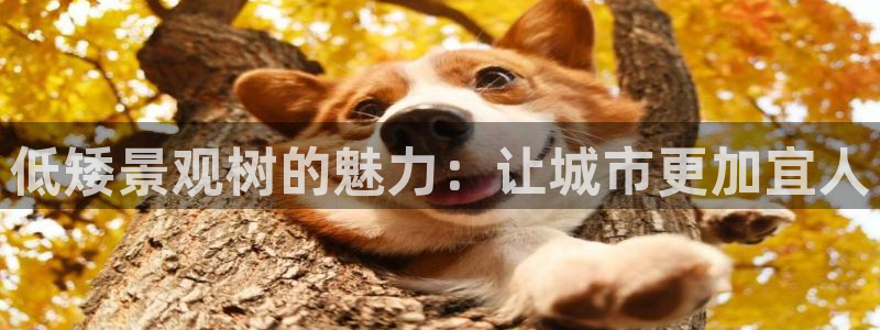 新宝gg 039:低矮景观树的魅力:让城市更加宜人